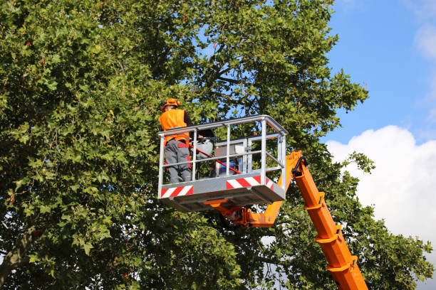 Best Leaf Removal  in Onsted, MI